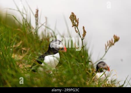 Dieses Foto zeigt einen Papageientaucher oder auch einen Papagei, der auf der Insel Staffa in der Nähe der Insel Mull in Schottland benannt ist. Es ist ein wunderschöner Seevogel. Stockfoto