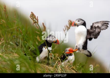 Dieses Foto zeigt einen Papageientaucher oder auch einen Papagei, der auf der Insel Staffa in der Nähe der Insel Mull in Schottland benannt ist. Es ist ein wunderschöner Seevogel. Stockfoto