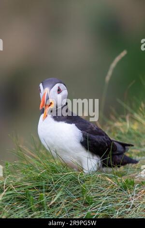 Dieses Foto zeigt einen Papageientaucher oder auch einen Papagei, der auf der Insel Staffa in der Nähe der Insel Mull in Schottland benannt ist. Es ist ein wunderschöner Seevogel. Stockfoto