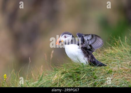 Dieses Foto zeigt einen Papageientaucher oder auch einen Papagei, der auf der Insel Staffa in der Nähe der Insel Mull in Schottland benannt ist. Es ist ein wunderschöner Seevogel. Stockfoto
