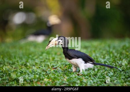 Eine weibliche, orientalische Rattenhornvogel erntet auf dem Boden in einem Park, Singapur Stockfoto