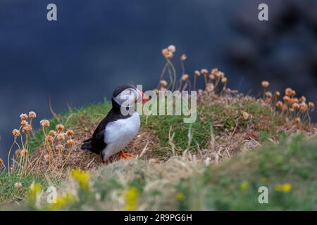 Dieses Foto zeigt einen Papageientaucher oder auch einen Papagei, der auf der Insel Staffa in der Nähe der Insel Mull in Schottland benannt ist. Es ist ein wunderschöner Seevogel. Stockfoto