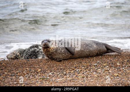 Dieses Foto zeigt eine Gruppe von Robben an der Küste der Nordsee. Sie liegen am Strand nahe Portgordon in Moray, Schottland. Stockfoto