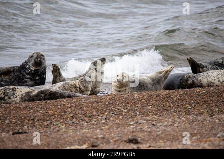 Dieses Foto zeigt eine Gruppe von Robben an der Küste der Nordsee. Sie liegen am Strand nahe Portgordon in Moray, Schottland. Stockfoto