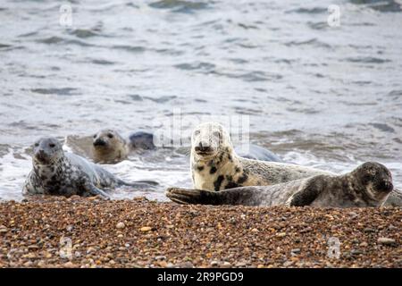 Dieses Foto zeigt eine Gruppe von Robben an der Küste der Nordsee. Sie liegen am Strand nahe Portgordon in Moray, Schottland. Stockfoto