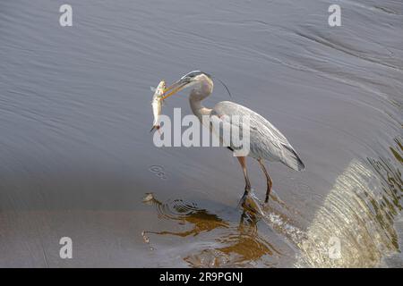 Ein majestätischer großer blauer Reiher steht in einem ruhigen Teich, dessen starker Schnabel einen großen Fisch erfasst. Stockfoto