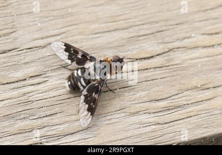 Eine fleckige Bienenfliege, Thyridanthrax fenestratus, ruht auf einem Holzsteg in Heideland. Stockfoto