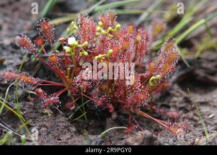 Eine Oblong-blättrige Sundew-Pflanze, Drosera intermedia, wächst in einem Sumpf. Stockfoto