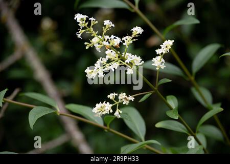 Wilder Gefreiter, Ligustrum vulgare. Stockfoto