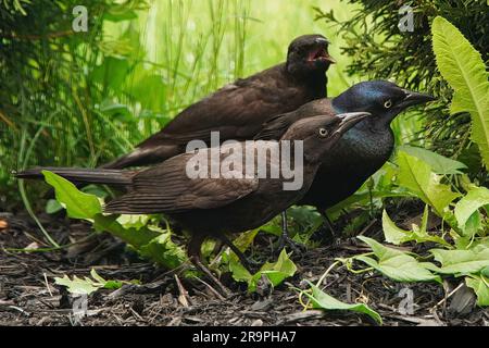 Trio männlicher und weiblicher Grackle-Bird-Fütterung. Stockfoto
