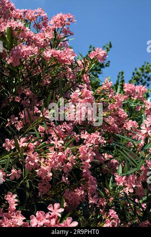 Rosa Oleander in Blüte mit dem Himmel als Hintergrund Stockfoto