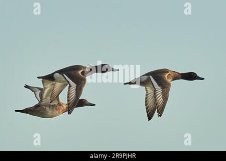 Eine Gruppe getufteter Enten im Schnellflug, Nahaufnahme. Fliegen im blauen Himmel. Seitenansicht, Nahaufnahme. Gattung Aythya fuligula. Dubnica, Slowakei Stockfoto