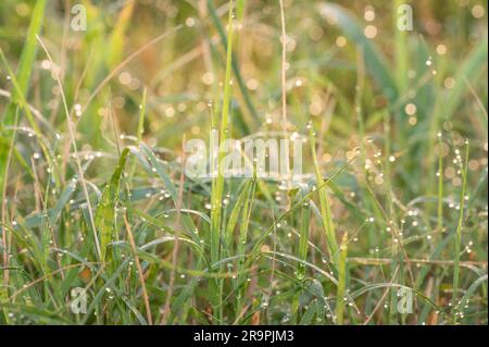 Eine Nahaufnahme von Tau bedecktem Gras an einem frühen Sommermorgen. Stockfoto