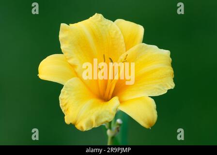 Blüht gelb, hemerocallis blüht. Detail der Blütenblätter mit Pistillen. Isoliert auf einem natürlichen grünen Hintergrund Ziergarten Trencin, Slowakei Stockfoto