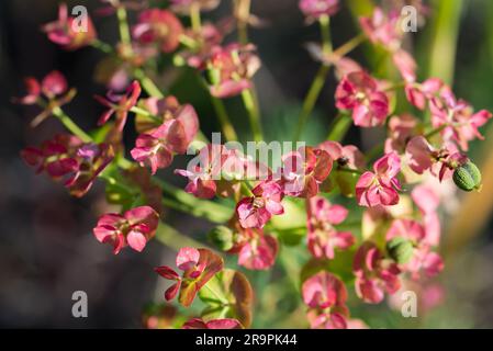 Euphorbia cyparissias, Zypressenspurre, Sommerblumen verschlossen selektiven Fokus Stockfoto