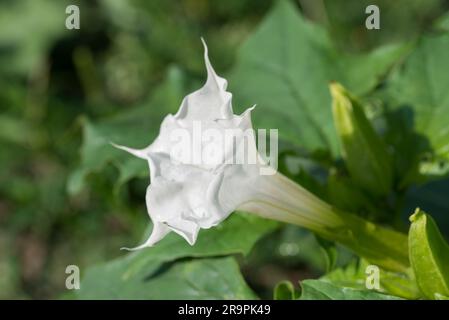 Datura stramonium, Dornapfel, weiße Sommerblumen, selektiver Fokus Stockfoto