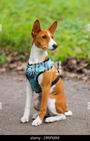 Der Basenji-Hund sitzt auf einem Asphaltpfad im Park Stockfoto