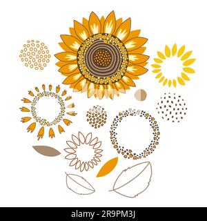 Set mit stilvollen Sonnenblumenblüten, isoliert auf weißem Hintergrund. Stock Vektor