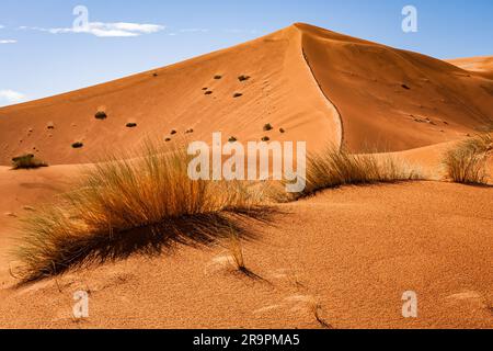 Dünen-Wappen mit Wüstenbüschen. Merzouga ist ein kleines Dorf im Südosten Marokkos, etwa 35km km (22 Meilen) südöstlich von Rissani, etwa 55km km (34 Meilen) Stockfoto