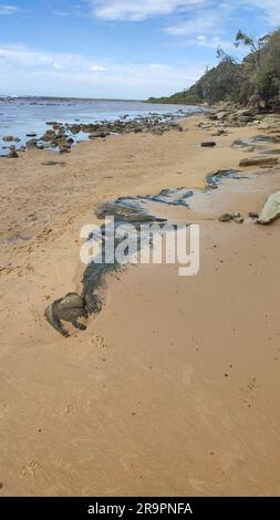 Bateau Bay Beach, offener Strand und weiße Wellen mit einer Rückansicht von 2 Personen im Vordergrund. Stockfoto