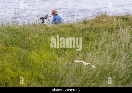 Britische Tierwelt - 28. Juni 2023 - Vogel schaut mit einem Teleskop in die falsche Richtung, während eine Scheuneneule (Tyto alba) hinter ihm auf der Klippe liegt. Flamborough Head, East Yorkshire, England, Großbritannien. Kredit: Rebecca Cole/Alamy Live News Stockfoto