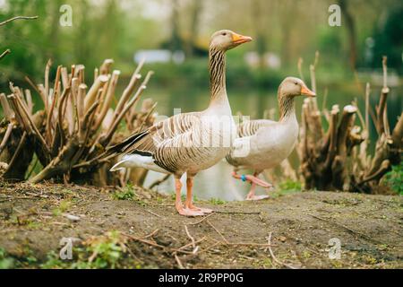 Die Graugans in der natürlichen Parklandschaft. Stockfoto