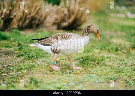 Die Graugans in der natürlichen Parklandschaft. Stockfoto