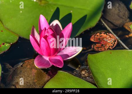 Rosa Wasserlilie Sternblume in einem künstlichen Teich. Jardin des deux Rives, Straßburg, Collectivite europeenne d'Alsace, Grand Est, Frankreich, Europa. Stockfoto