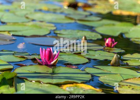 Rosa Wasserlilie Sternblume in einem künstlichen Teich. Jardin des deux Rives, Straßburg, Collectivite europeenne d'Alsace, Grand Est, Frankreich, Europa. Stockfoto
