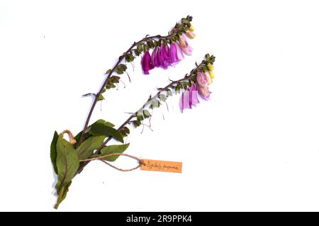Rosafarbene Blüten des Handschuhs (Digitalis purpurea) auf weißem Hintergrund und mit Etikett Stockfoto