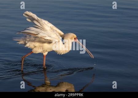 Ein afrikanischer Löffel, der in den flachen Damm am Sunset Dam, Lower Sabie, Kruger National Park, Südafrika waten Stockfoto