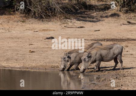 Warzenschweine, die an einem Wasserloch im Kruger-Nationalpark Südafrika trinken Stockfoto