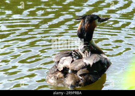 Große Kammmuscheln, haubentaucher, (Podiceps kritisiert) tragen Küken auf dem Rücken für ein paar Wochen nach dem Schlüpfen. Schloss Charlottenburg 2023 Stockfoto