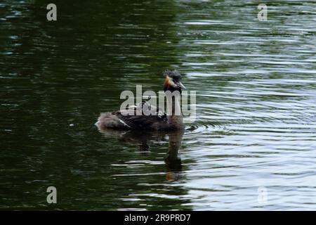 Große Kammmuscheln, haubentaucher, (Podiceps kritisiert) tragen Küken auf dem Rücken für ein paar Wochen nach dem Schlüpfen. Schloss Charlottenburg 2023 Stockfoto