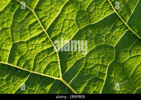 Makroaufnahme eines grünen Blattes einer Pflanze gegen das Licht Stockfoto