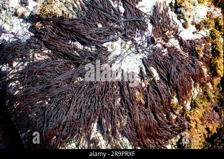 Seenudeln (Nemalion helminthoides). Diese wurmähnliche Alge ist eine rote Meeresalge (Rhodophyta). Calella de Palafrugell, Girona, Katalonien, Spanien. Mediterra Stockfoto