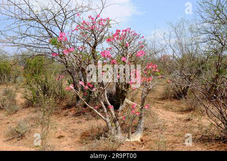 Wüstenrose, Impala Lilie, Mock Azalea oder Sabi Star (Adenium obesum somalense) ist in Äthiopien, Somalia und dem Sudan beheimatet. Dieser saftige Strauch enthält Stockfoto