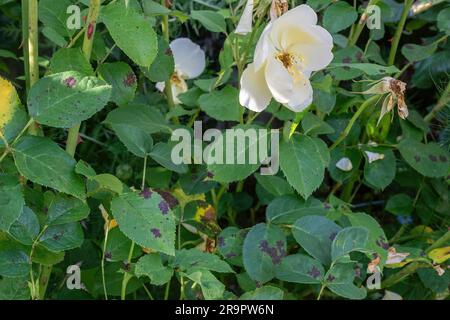 Rosenbusch mit schwarzem Fleck, eine Pilzkrankheit, die durch den Pilz Diplocarpon Rosae, Großbritannien verursacht wird Stockfoto