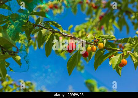 Wunderschöne Aussicht auf Kirschbaumzweige mit roten Beeren auf blauem Himmel. Stockfoto