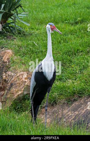 Kranich (Grus carunculata / Bugeranus carunculatus) bedrohte Kranarten, die in Ost- und Südafrika heimisch sind Stockfoto