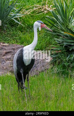 Kranich (Grus carunculata / Bugeranus carunculatus) bedrohte Kranarten, die in Ost- und Südafrika heimisch sind Stockfoto