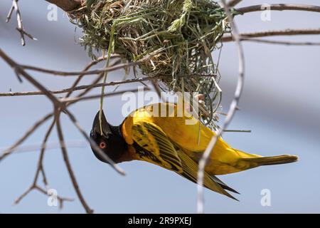 Dorfweber/Fleckweber (Ploceus cucullatus), männliches Bauernest mit Streifen von Grasklingen im Baum, einheimisch in Afrika südlich der Sahara Stockfoto