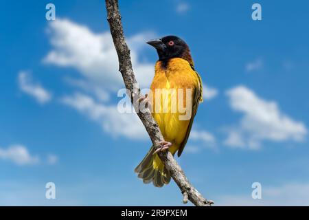 Dorfweber/Fleckenweber (Ploceus cucullatus), männlich in Zuchtgefieber, hoch oben auf einem Baum, einheimisch in Afrika südlich der Sahara Stockfoto