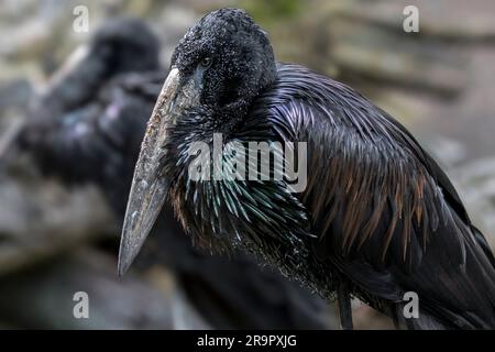 Afrikanischer Entenschnabel (Anastomus lamelligerus), in Afrika südlich der Sahara und im Westen Madagaskars einheimische Storcharten Stockfoto