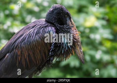 Afrikanischer Entenschnabel (Anastomus lamelligerus), in Afrika südlich der Sahara und im Westen Madagaskars einheimische Storcharten Stockfoto