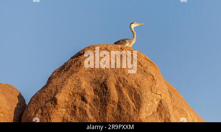 Grauer Reiher auf einem Felsen, Kitchener's Island, Assuan Stockfoto