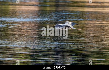 Graureiher fliegt tief über dem Nil, Kitchener's Island, Assuan Stockfoto