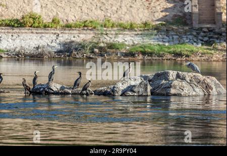 Reiher und Kormorane, Kitchener's Island, Assuan Stockfoto