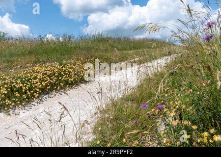 Kreidegrasblumen, die im Juni oder Sommer auf dem Pfad des Ivinghoe Beacon in den Chilterns in Buckinghamshire, England, wachsen Stockfoto