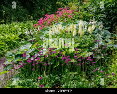 Feuchter Waldgarten mit gemischten Pflanzen von violetten Candelabra Primulas, weißer Astilbe und roter Filipendula in den Aberglasney Gardens in South Wales, Großbritannien Stockfoto